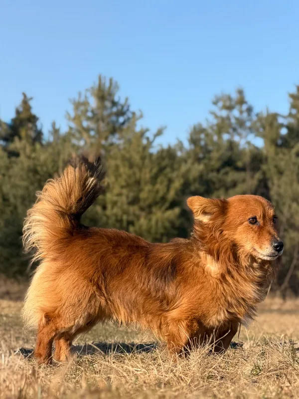 Pies do adopcji, Pieczyska, 7 kwietnia 2026 (5/5)