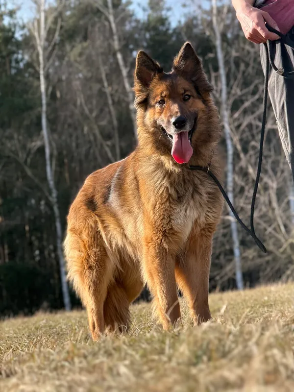 Pies do adopcji, Pieczyska, 7 kwietnia 2026 (2/5)