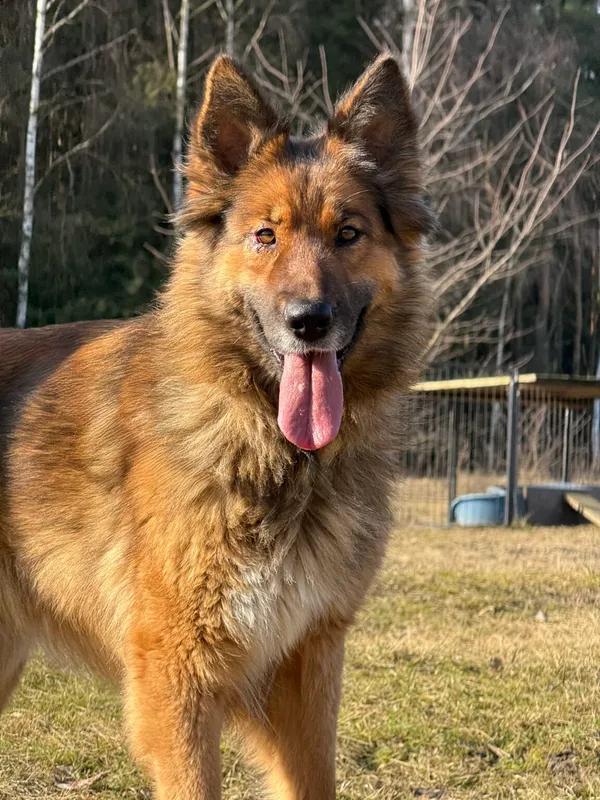 Pies do adopcji, Pieczyska, 7 kwietnia 2026 (3/5)