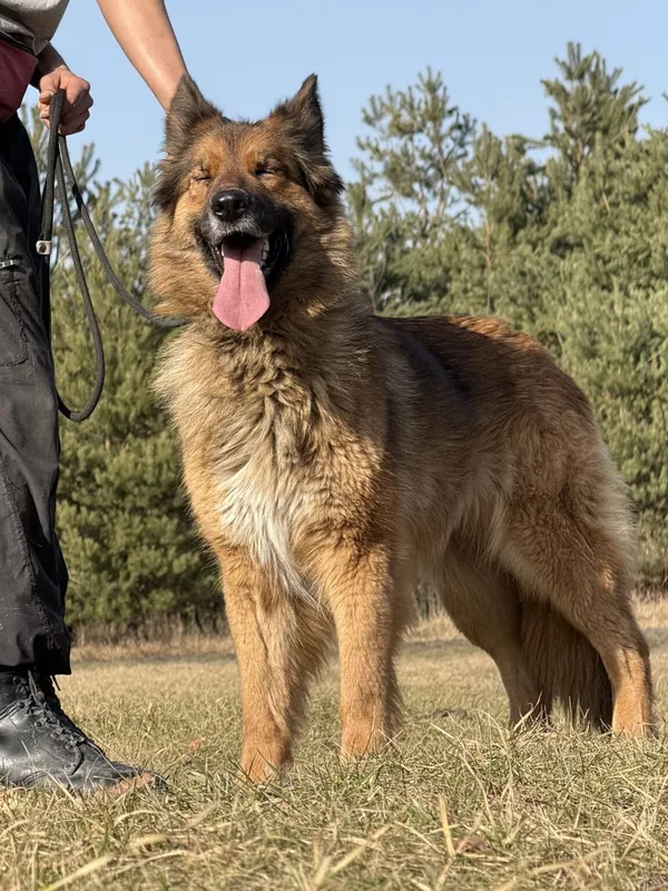 Pies do adopcji, Pieczyska, 7 kwietnia 2026 (5/5)