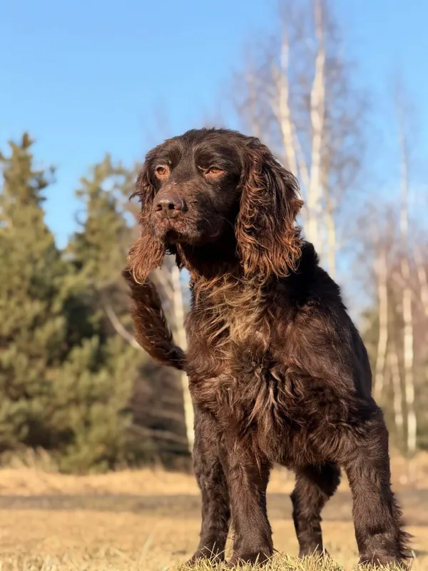 Pies do adopcji, Pieczyska, 7 kwietnia 2026 (2/5)