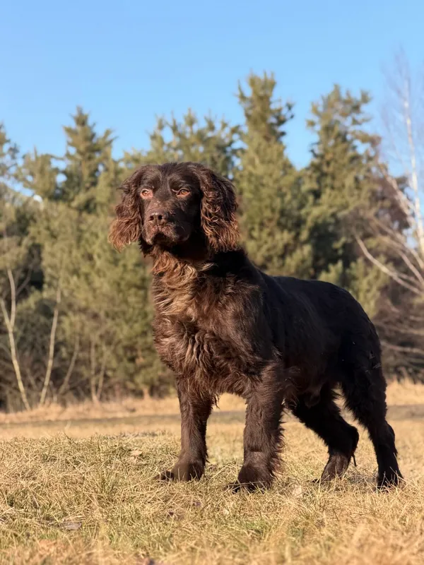 Pies do adopcji, Pieczyska, 7 kwietnia 2026 (4/5)