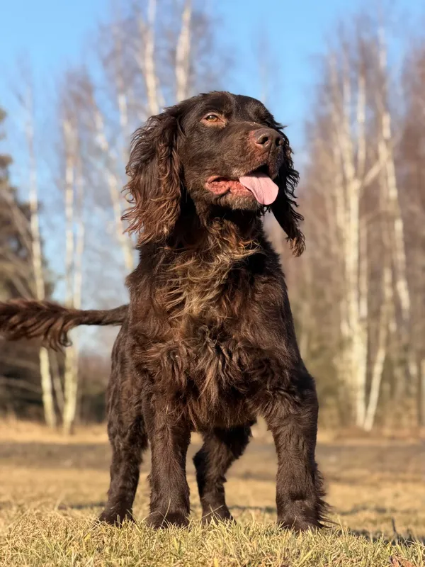 Pies do adopcji, Pieczyska, 7 kwietnia 2026 (5/5)