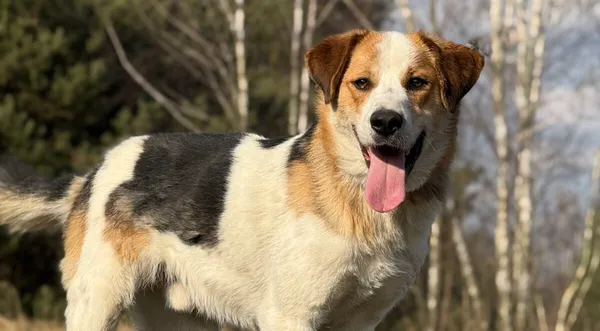 Pies do adopcji, Pieczyska, 7 kwietnia 2026 (1/5)