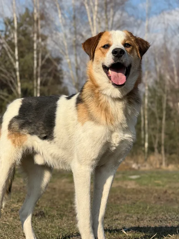 Pies do adopcji, Pieczyska, 7 kwietnia 2026 (2/5)