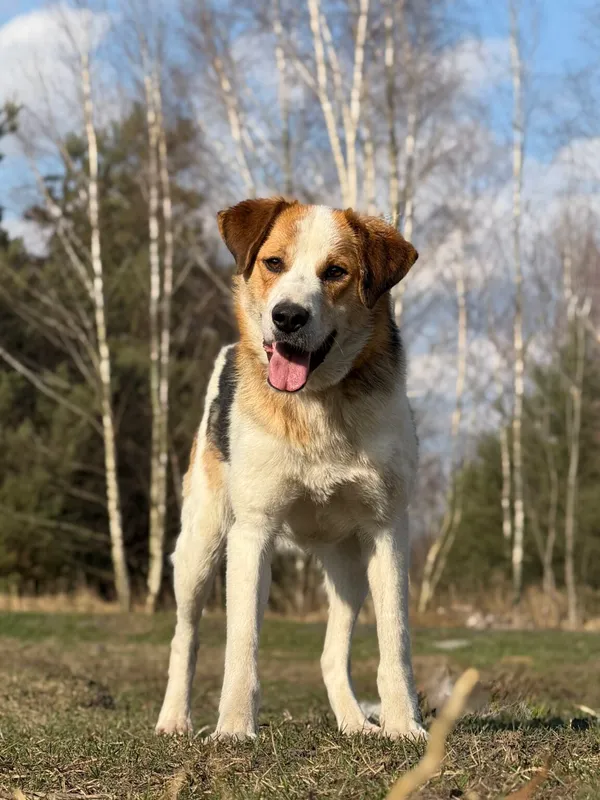 Pies do adopcji, Pieczyska, 7 kwietnia 2026 (3/5)