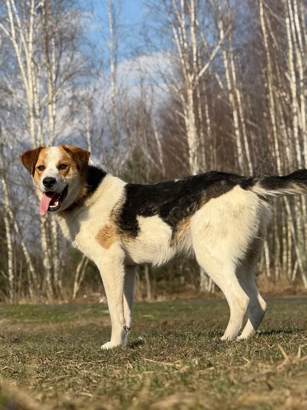 Pies do adopcji, Pieczyska, 7 kwietnia 2026 (4/5)