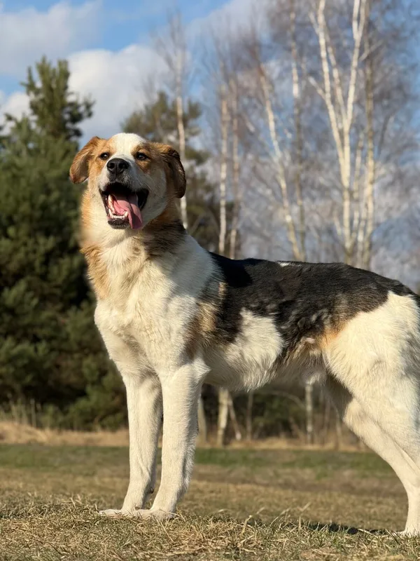 Pies do adopcji, Pieczyska, 7 kwietnia 2026 (5/5)