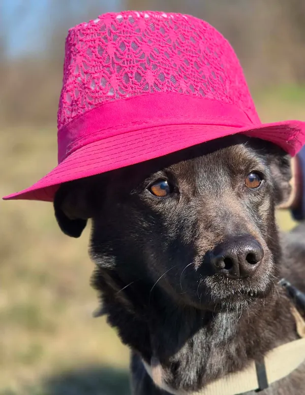 Oddam psa, Warszawa, Gołąbki, 8 kwietnia 2026 (1/5)