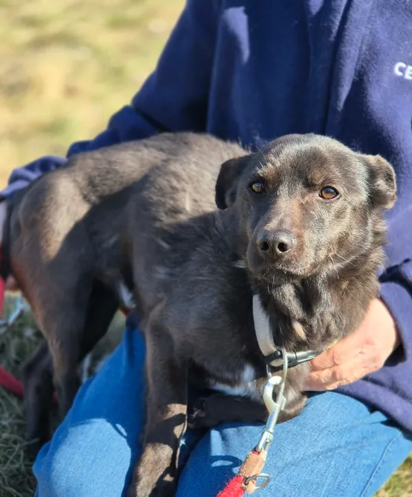 Oddam psa, Warszawa, Gołąbki, 8 kwietnia 2026 (2/5)