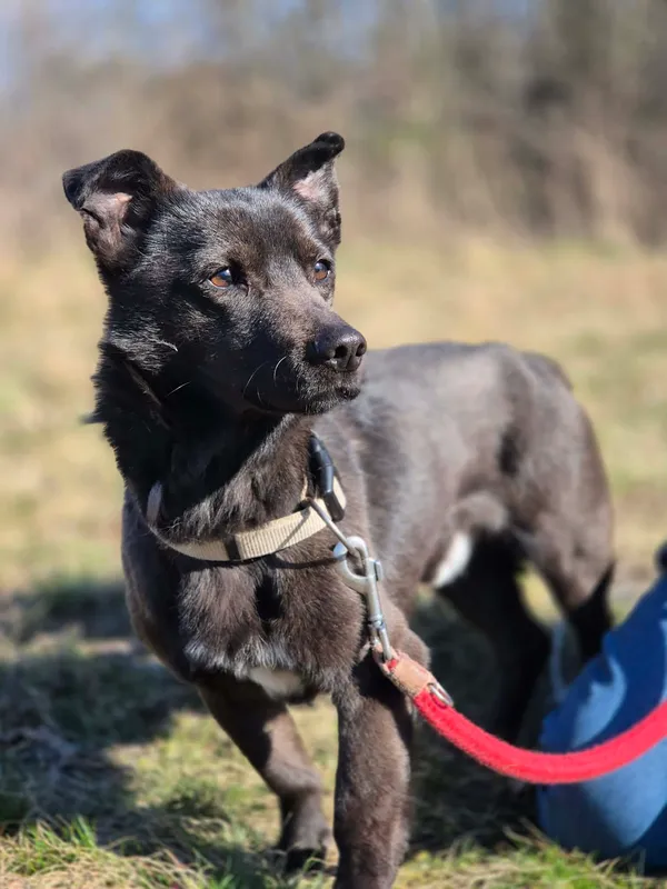 Oddam psa, Warszawa, Gołąbki, 8 kwietnia 2026 (3/5)