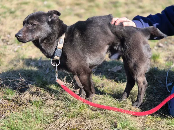 Oddam psa, Warszawa, Gołąbki, 8 kwietnia 2026 (4/5)