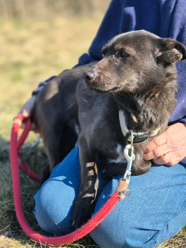 Oddam psa, Warszawa, Gołąbki, 8 kwietnia 2026 (5/5)