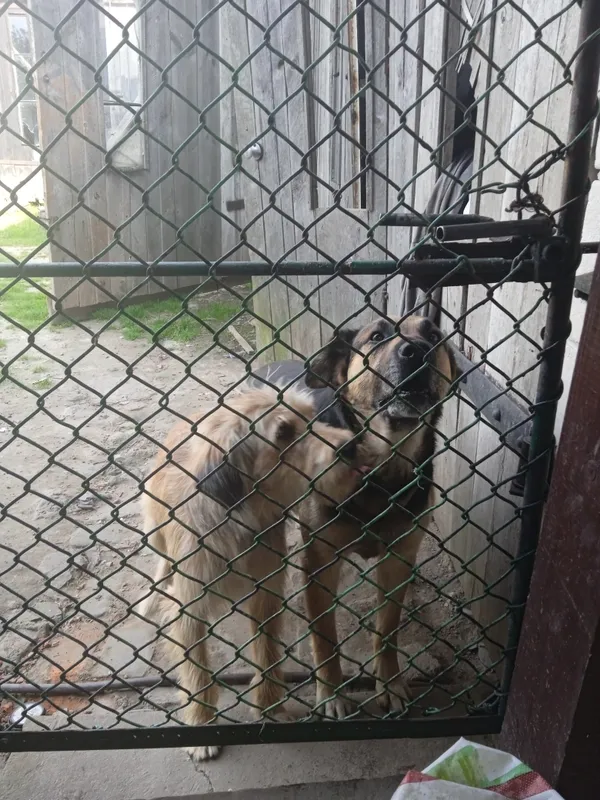 Zaginął pies, Przedmieście Dalsze, 8 kwietnia 2026