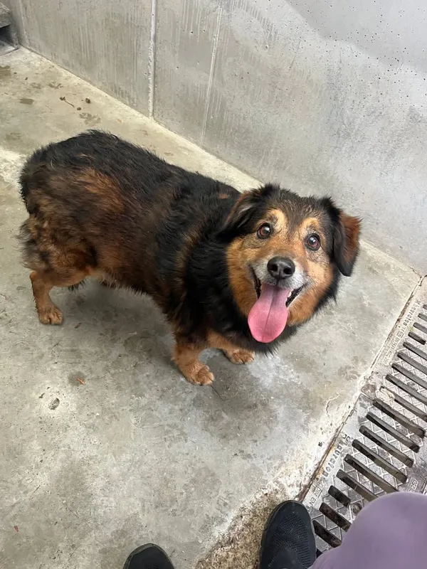 Znaleziono psa, Lublin, 7 kwietnia 2026