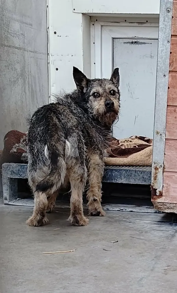 Znaleziono psa, Lublin, 7 kwietnia 2026