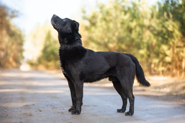 Pies do adopcji, Nowodwór, 7 kwietnia 2026 (2/5)