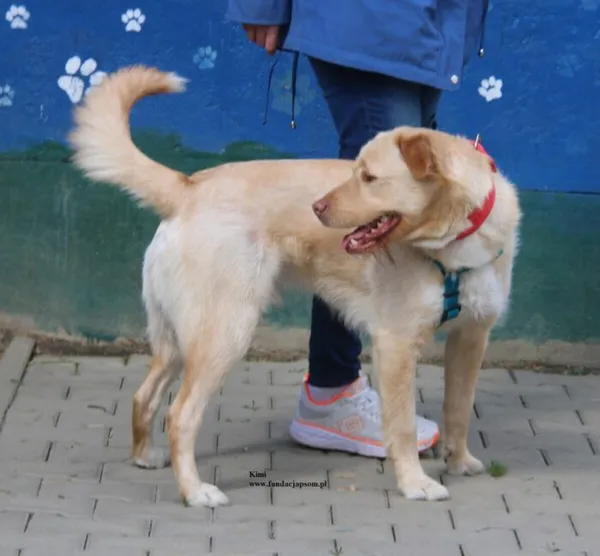 Pies do adopcji, Nowy Dwór Mazowiecki, 8 kwietnia 2026 (1/5)