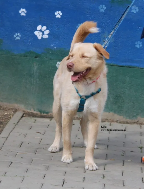 Pies do adopcji, Nowy Dwór Mazowiecki, 8 kwietnia 2026 (2/5)