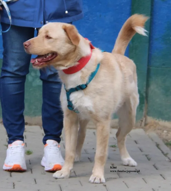 Pies do adopcji, Nowy Dwór Mazowiecki, 8 kwietnia 2026 (3/5)