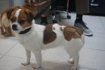 Pies do adopcji, Kraków, 24 marca 2026