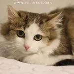 Kot do adopcji