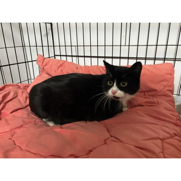 Znaleziono kota, Białystok, 7 kwietnia 2026