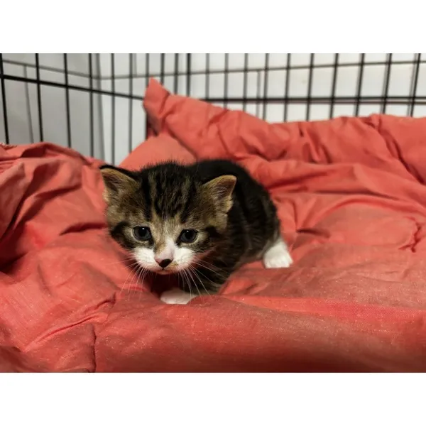 Znaleziono kota, Białystok, 7 kwietnia 2026