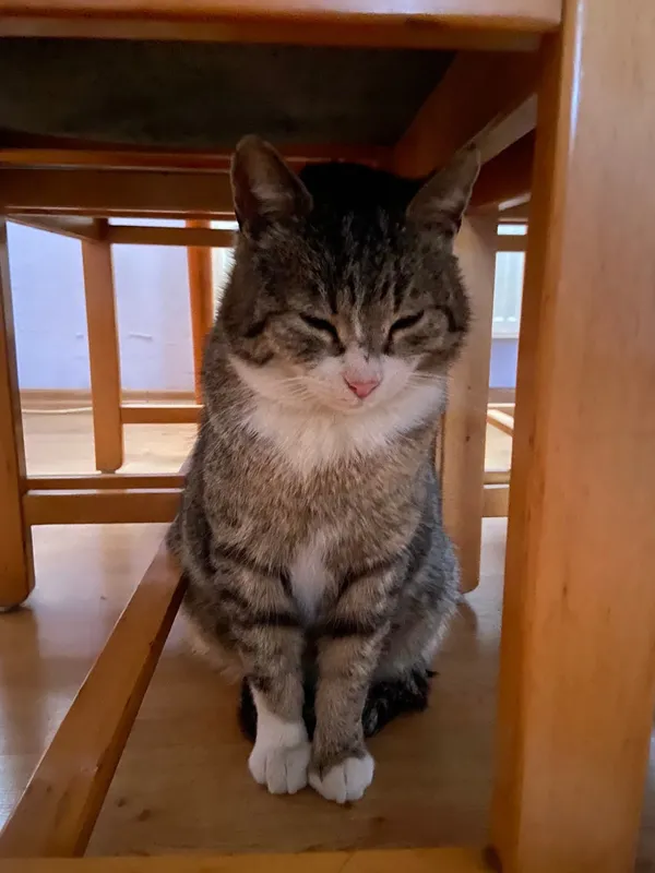 Zaginął kot, Reda, Betlejem, 8 kwietnia 2026