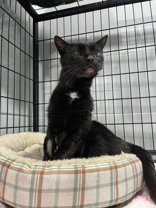 Kot do adopcji, Tychy, 5 marca 2026