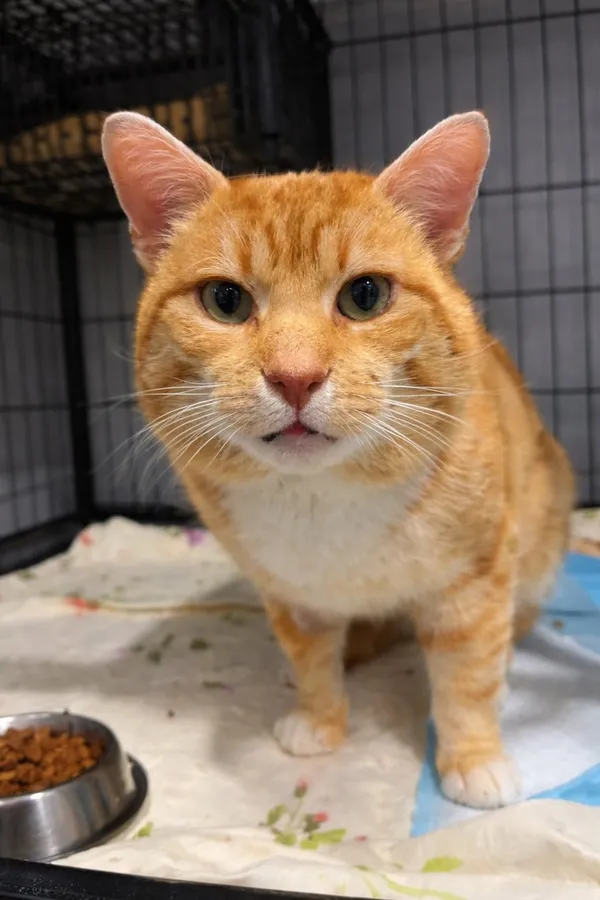 Kot do adopcji, Tychy, 2 marca 2026