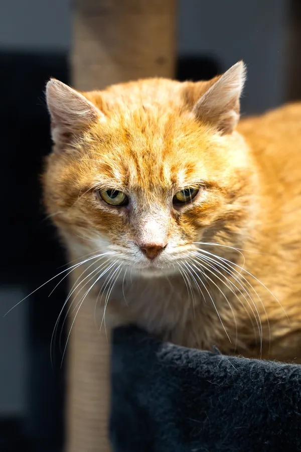 Kot do adopcji, Tychy, 22 stycznia 2026