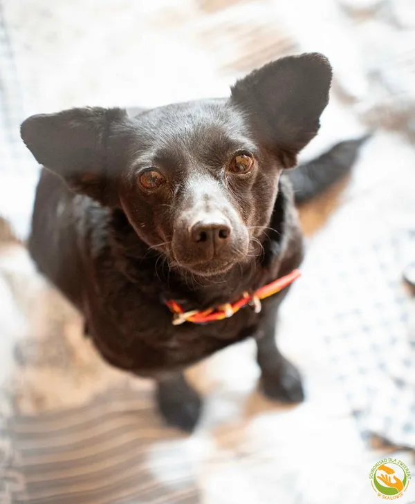 Znaleziono psa, Skałowo, 8 kwietnia 2026 (2/4)