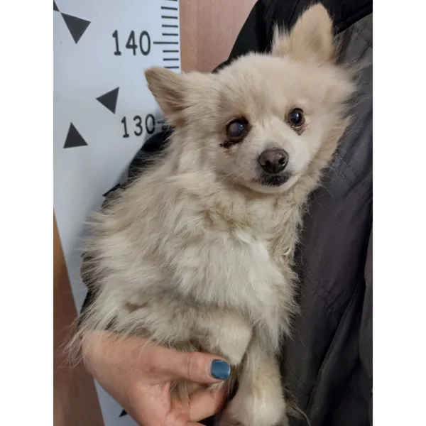 Znaleziono psa, Białystok, 20 marca 2026