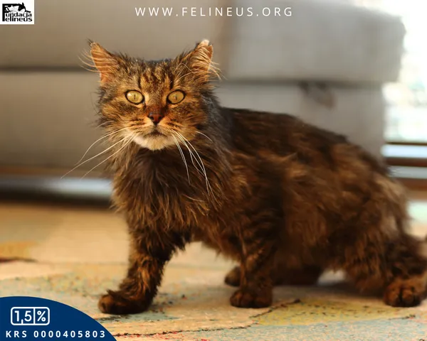 Kot do adopcji, Rzeszów, 8 kwietnia 2026 (4/4)