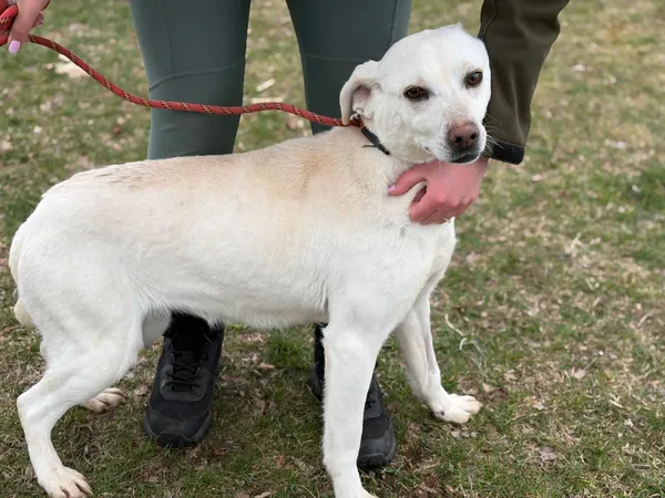Pies do adopcji, Bełchatów, 21 stycznia 2025 (2/5)