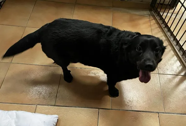 Znaleziono psa, Toruń, 8 kwietnia 2026