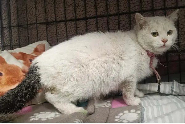 Znaleziono kota, Toruń, 7 kwietnia 2026