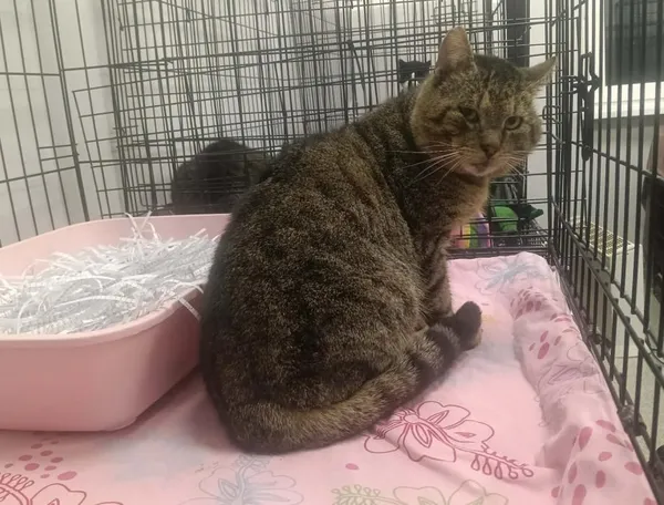 Znaleziono kota, Toruń, 6 kwietnia 2026