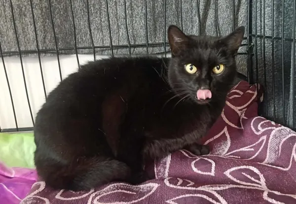 Znaleziono kota, Toruń, 4 kwietnia 2026