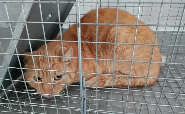 Znaleziono kota, Toruń, 3 kwietnia 2026