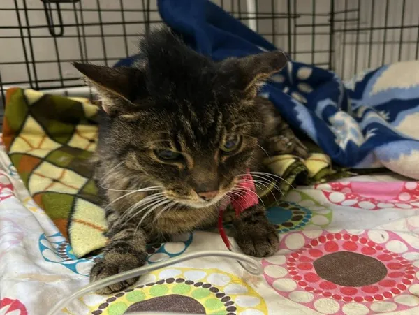 Znaleziono kota, Toruń, 3 kwietnia 2026