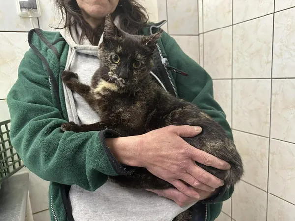 Znaleziono kota, Toruń, 1 kwietnia 2026