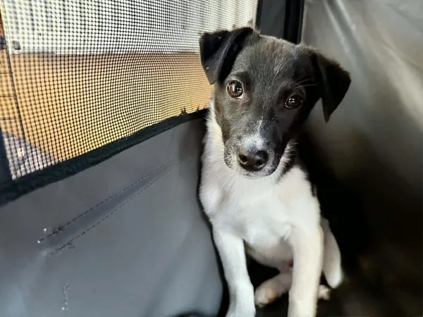 Znaleziono psa, Chojnice, 13 marca 2026