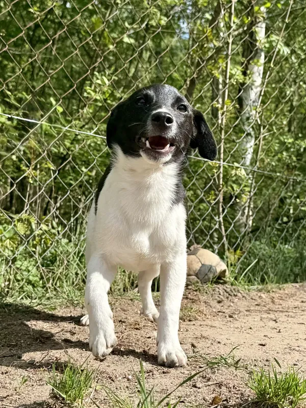 Znaleziono psa, Chojnice, 13 marca 2026 (2/4)