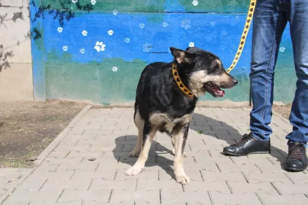 Pies do adopcji, Nowy Dwór Mazowiecki, 9 kwietnia 2026 (3/5)