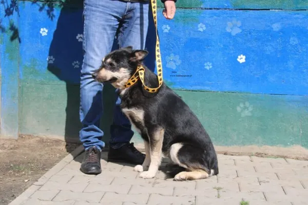 Pies do adopcji, Nowy Dwór Mazowiecki, 9 kwietnia 2026 (4/5)