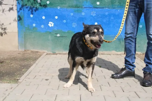 Pies do adopcji, Nowy Dwór Mazowiecki, 9 kwietnia 2026 (5/5)