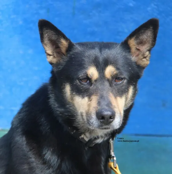 Pies do adopcji, Nowy Dwór Mazowiecki, 9 kwietnia 2026 (1/5)