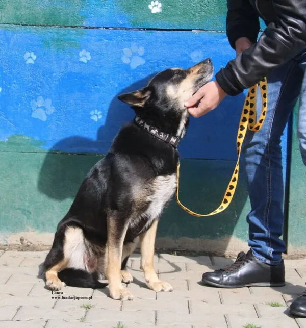 Pies do adopcji, Nowy Dwór Mazowiecki, 9 kwietnia 2026 (2/5)
